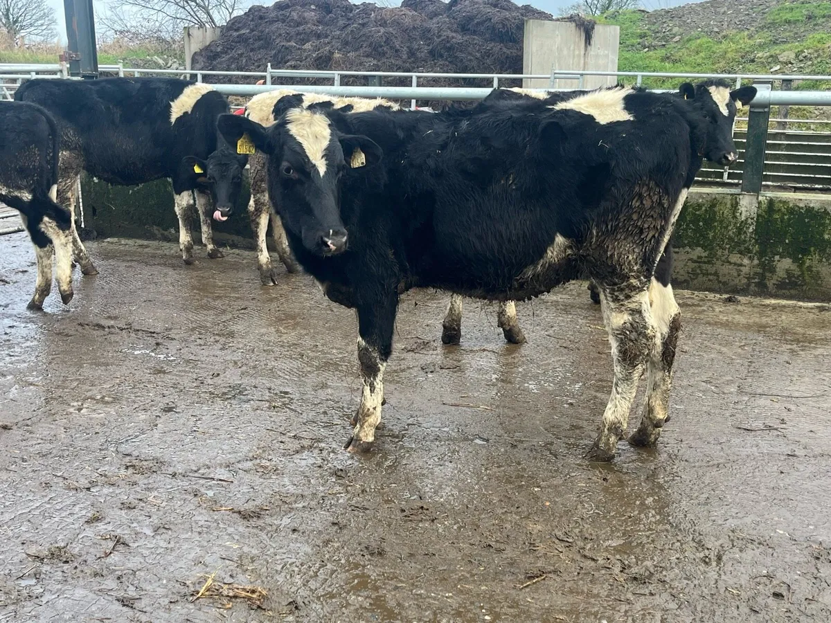 Pedigree Dairy Heifers - Image 3