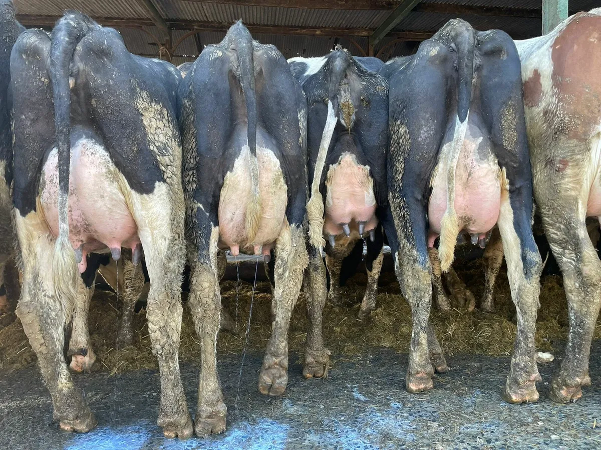 Production sale this Friday at 12 noon in New Ross - Image 1