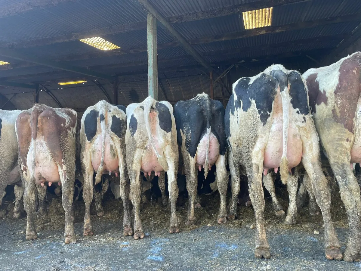 Production sale this Friday at 12 noon in New Ross - Image 2