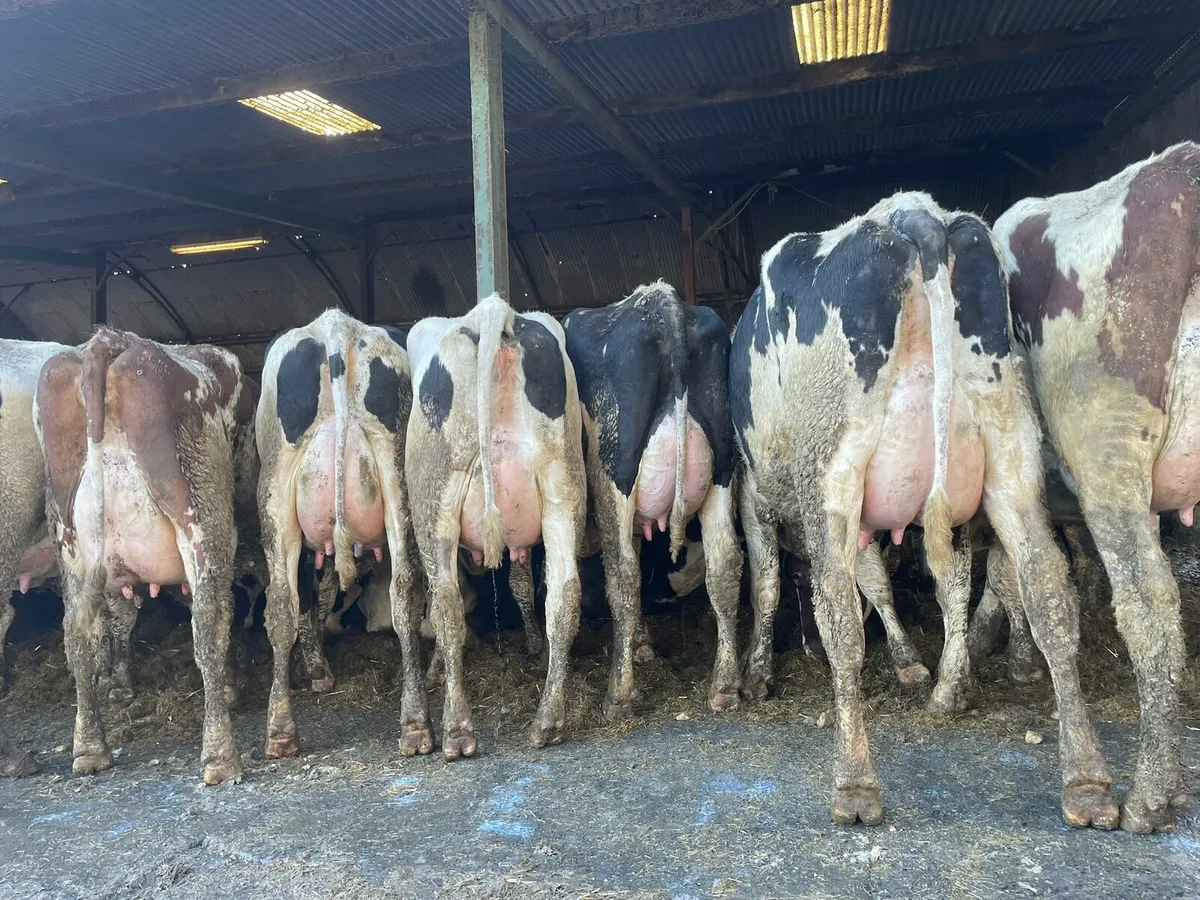 Production sale this Friday at 12 noon in New Ross - Image 3