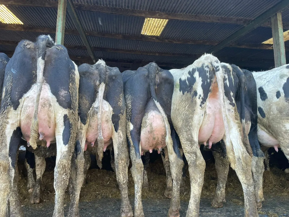 Production sale this Friday at 12 noon in New Ross - Image 4