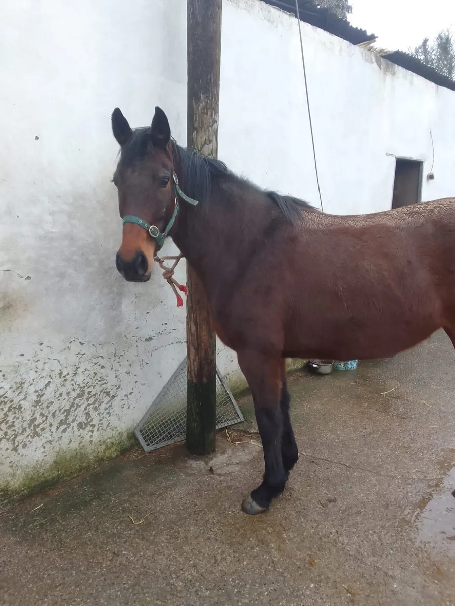 5 year old half bred mare - Image 1