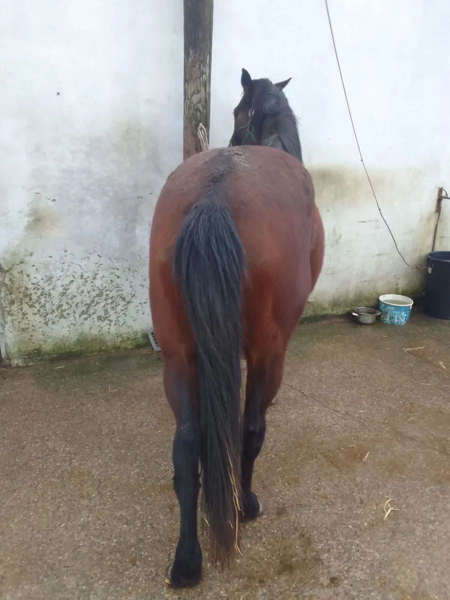 5 year old half bred mare - Image 2