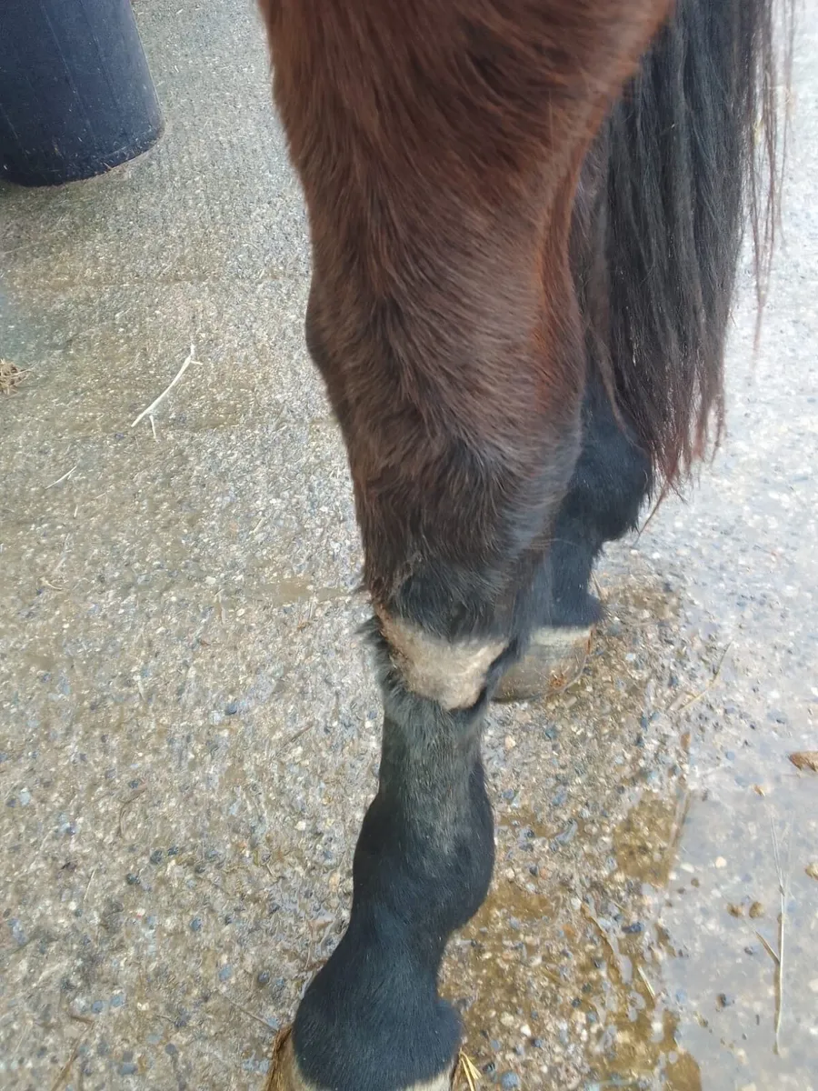 5 year old half bred mare - Image 4