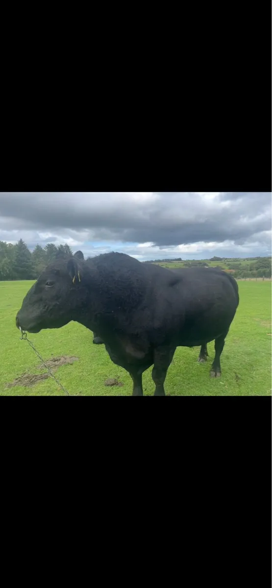 Bull - Image 2