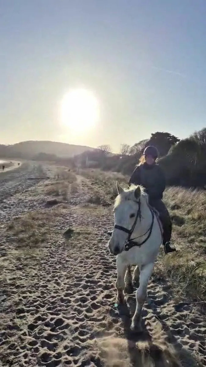 Irish Draught Hunter by Baltydaniel Silver Fox - Image 3