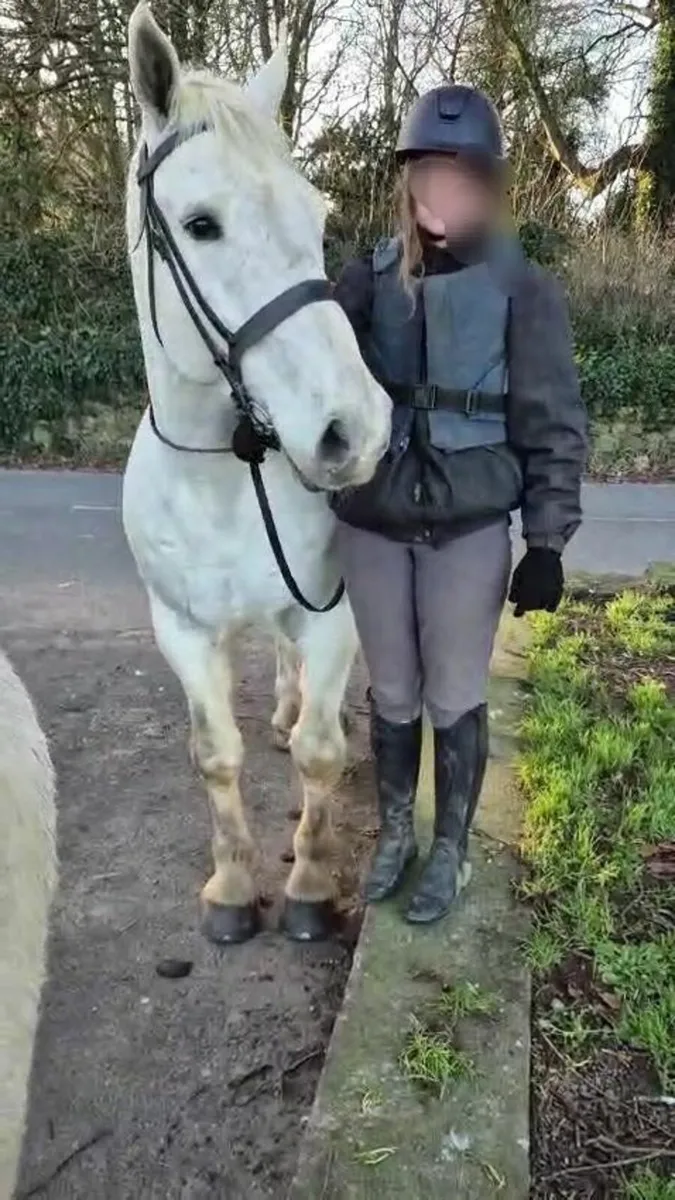 Irish Draught Hunter by Baltydaniel Silver Fox - Image 4