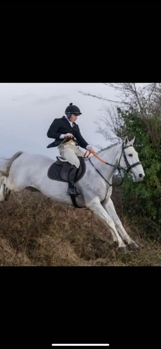 Irish Draught Hunter by Baltydaniel Silver Fox - Image 1