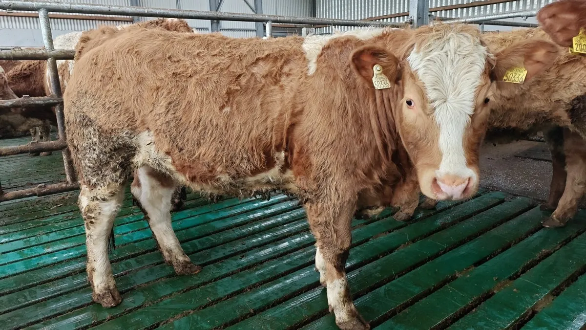 Ennis Mart - 10th February - Image 1