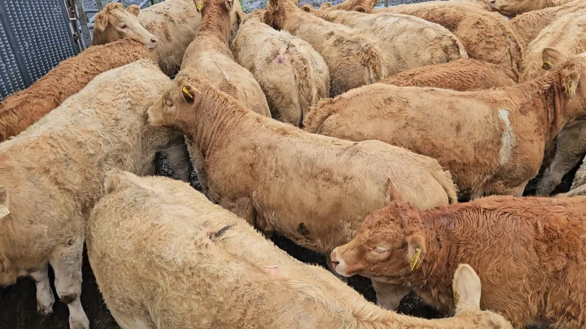 22 Super CHX heifers. - Image 4