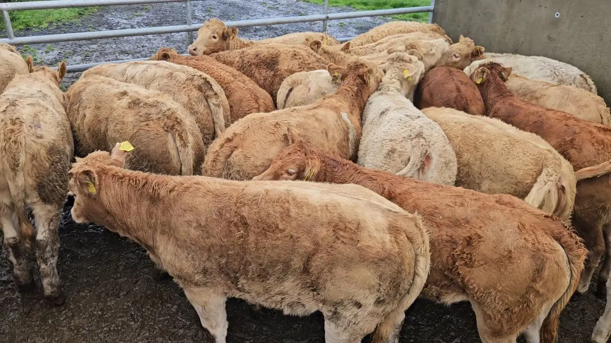 22 Super CHX heifers. - Image 1