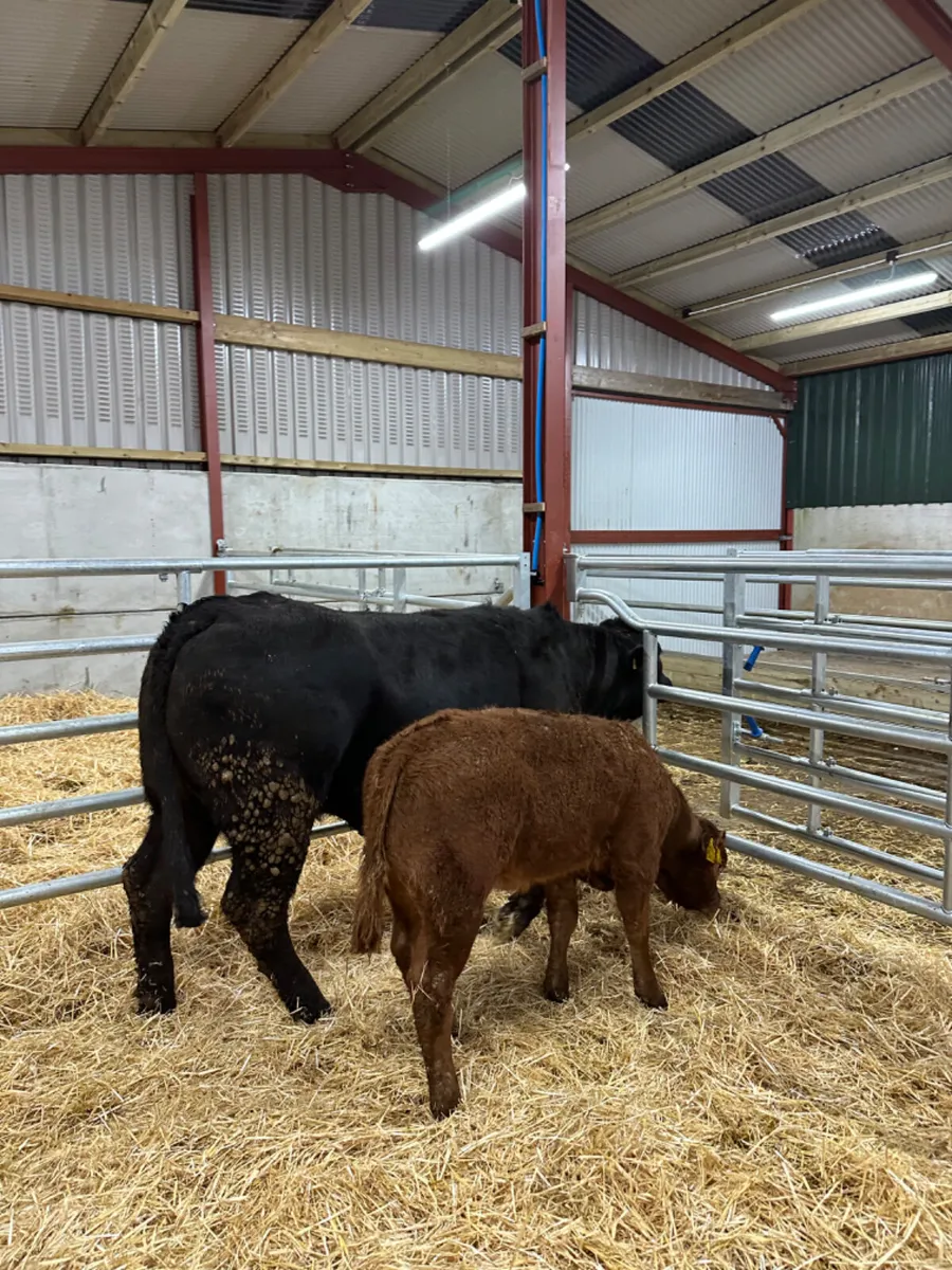 First calving lim heifer - Image 4