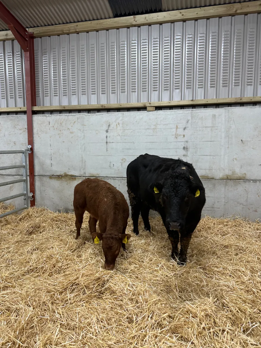 First calving lim heifer - Image 3