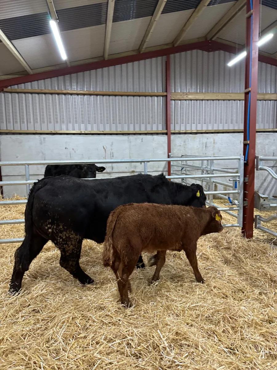 First calving lim heifer - Image 1