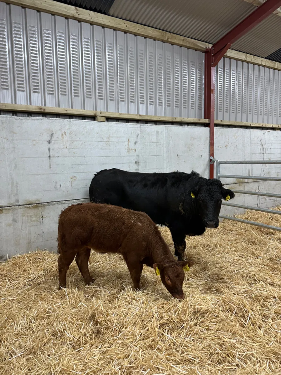 First calving lim heifer - Image 2
