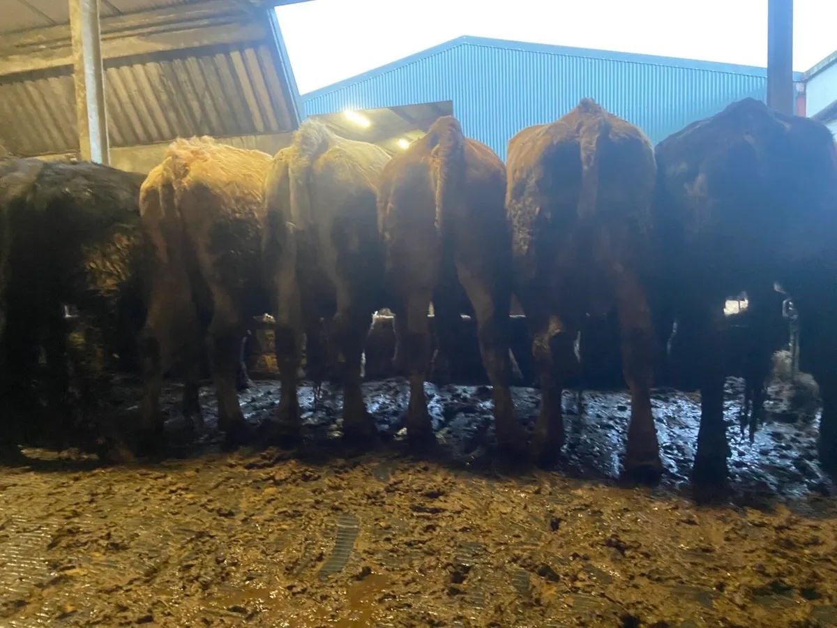 20 super dry cows for drumshanbo mart Friday 6th - Image 1