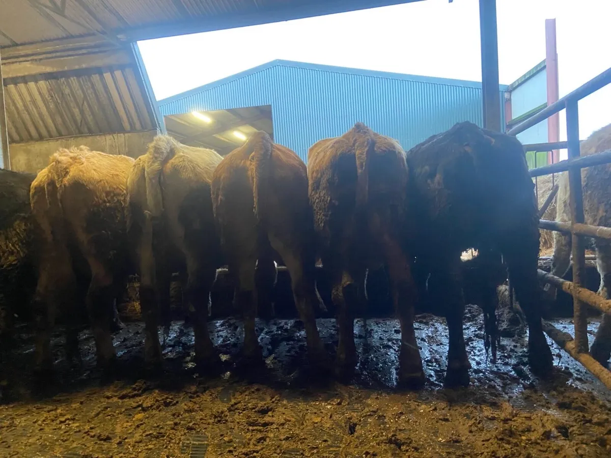 20 super dry cows for drumshanbo mart Friday 6th - Image 4