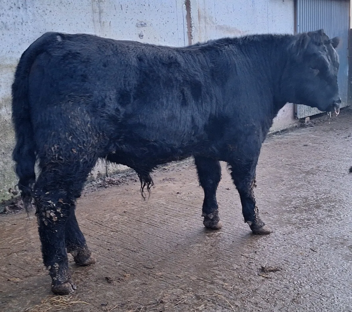 Angus Bulls - Image 4