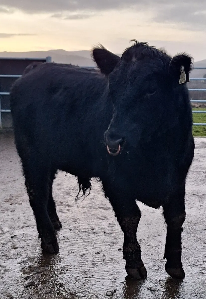 Angus Bulls - Image 2
