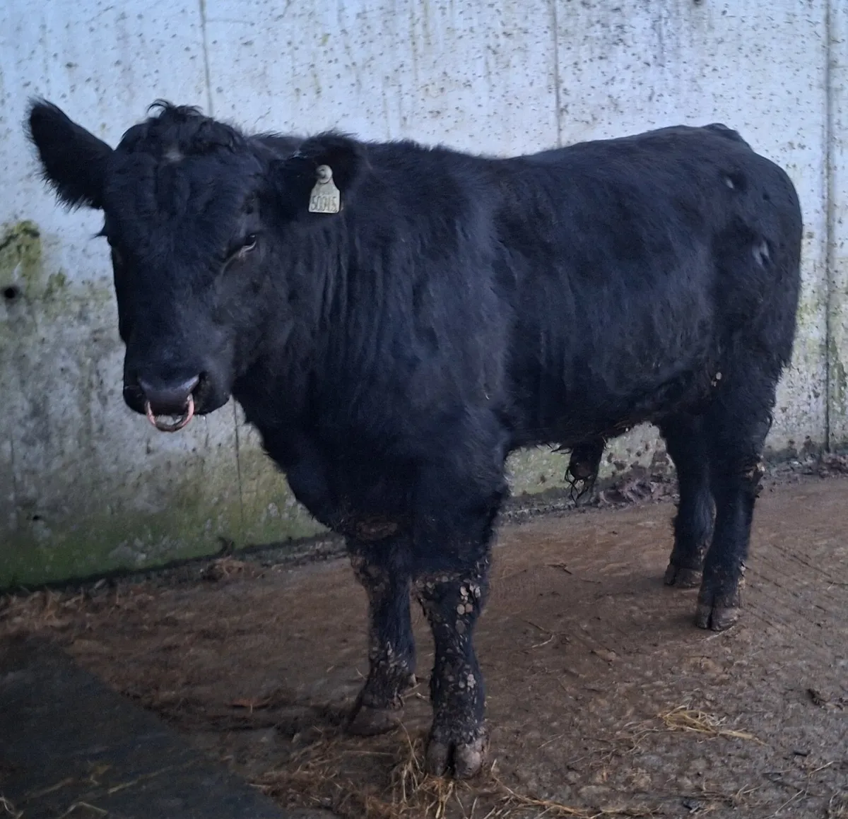 Angus Bulls - Image 3