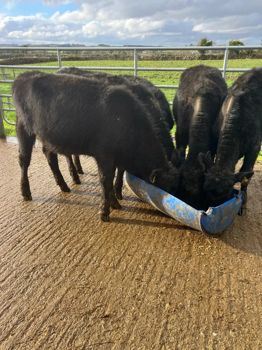 🙌 Angus Heifers 🙌 - Image 4