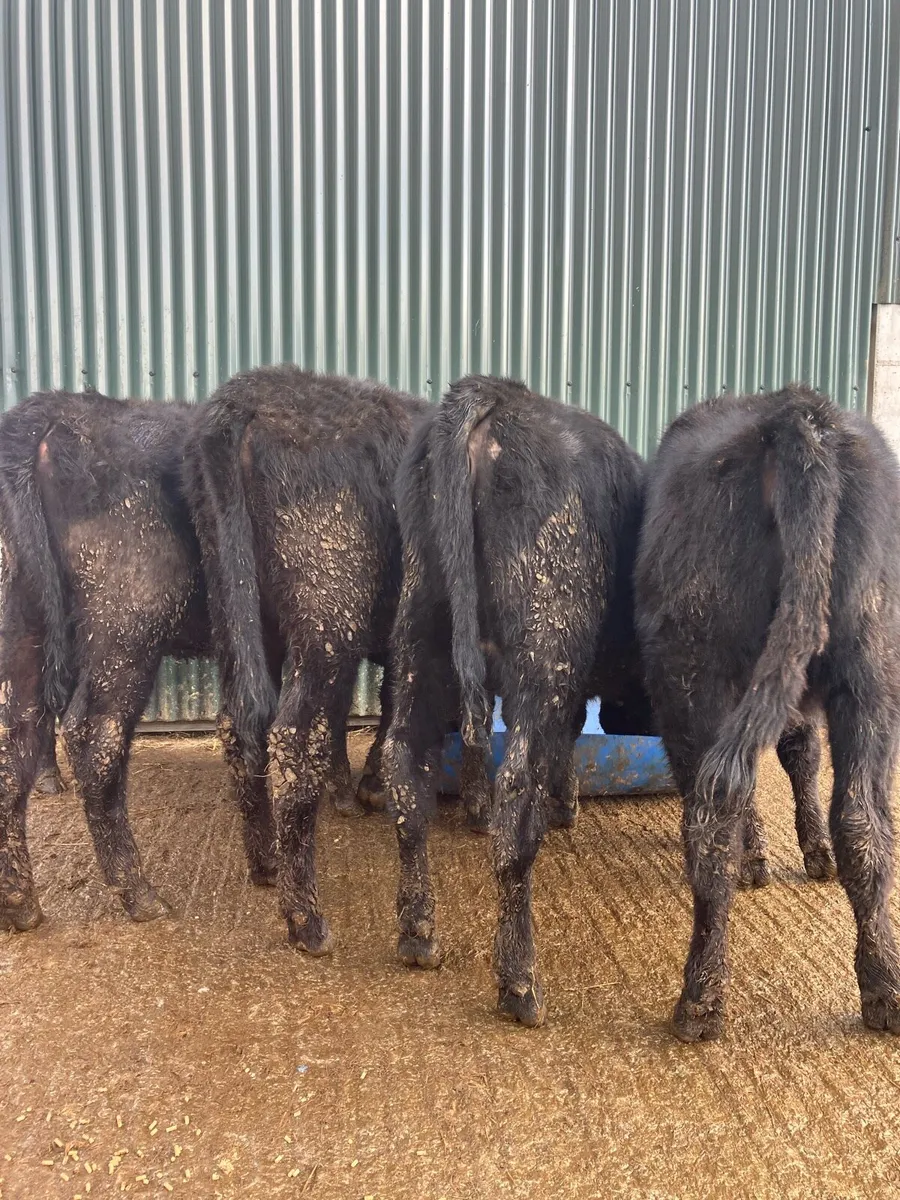 🙌 Angus Heifers 🙌 - Image 2