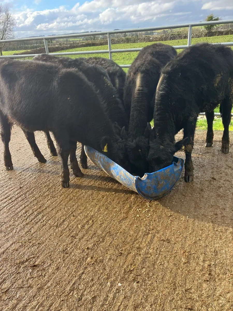 🙌 Angus Heifers 🙌 - Image 1