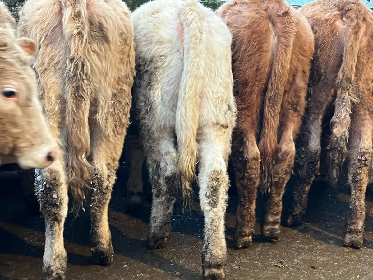 20 Charolais & Limousin Heifers - Image 4