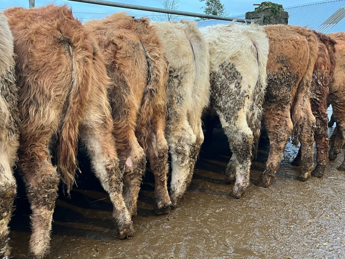 20 Charolais & Limousin Heifers - Image 1