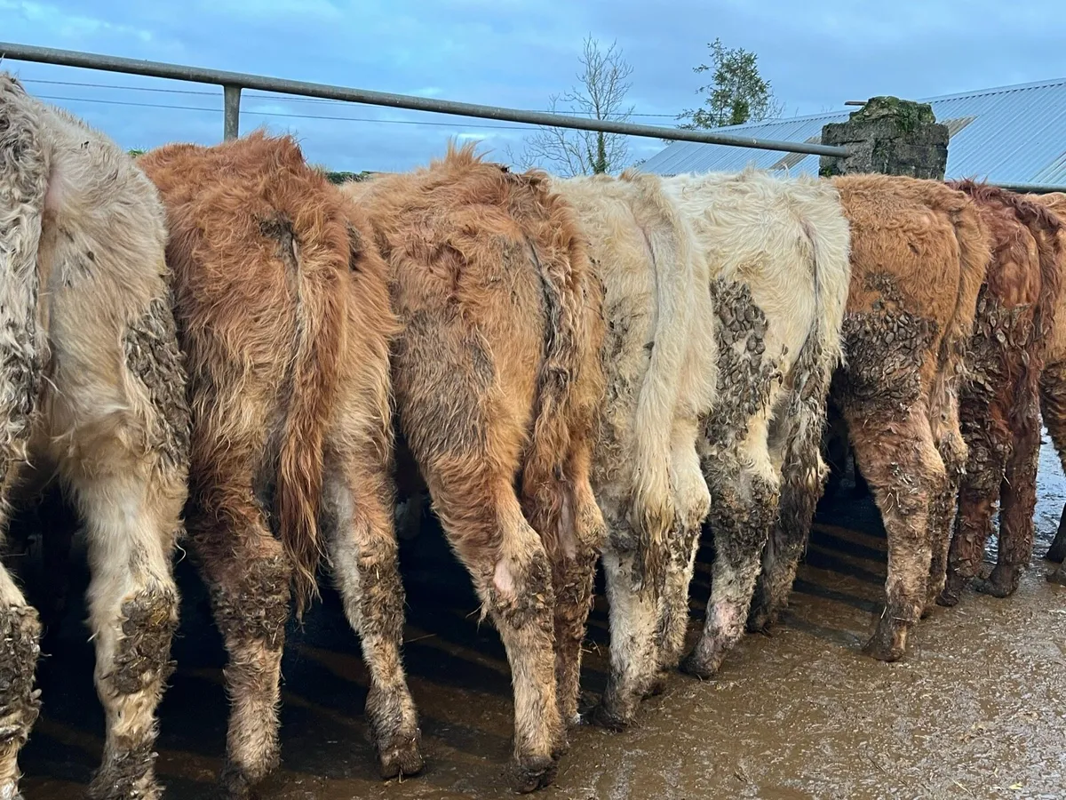 20 Charolais & Limousin Heifers - Image 2