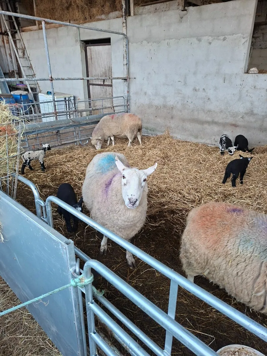 Sheep - Image 1