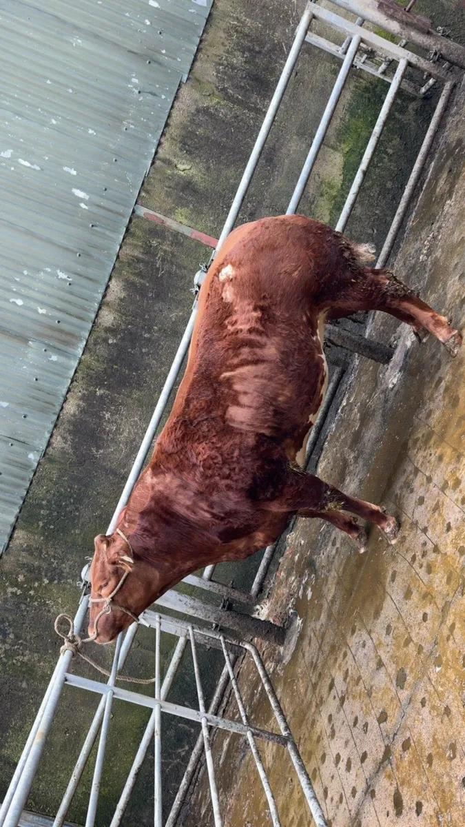 ⭐ Show Hefier ⭐ - Image 1