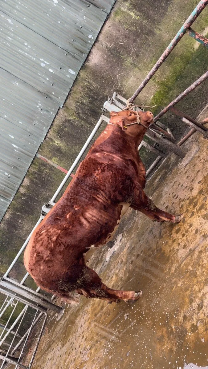 ⭐ Show Hefier ⭐ - Image 3