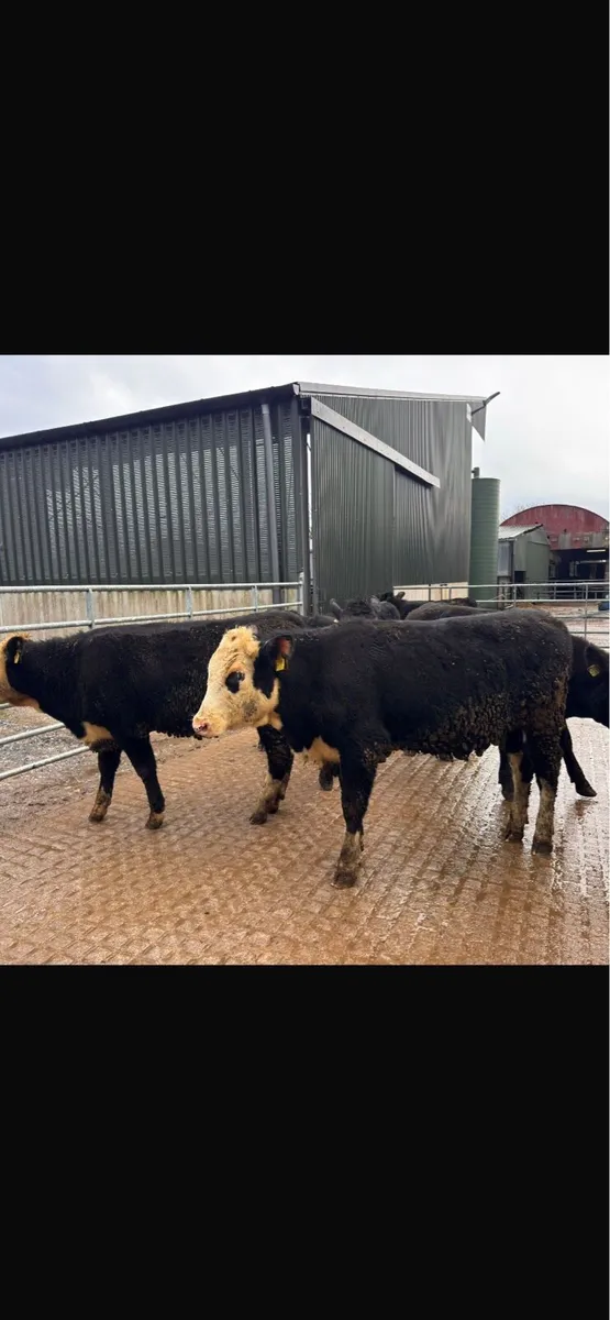 Yearling Angus,Hereford heifers - Image 1