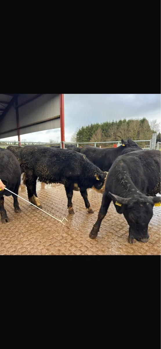 Yearling Angus,Hereford heifers - Image 4