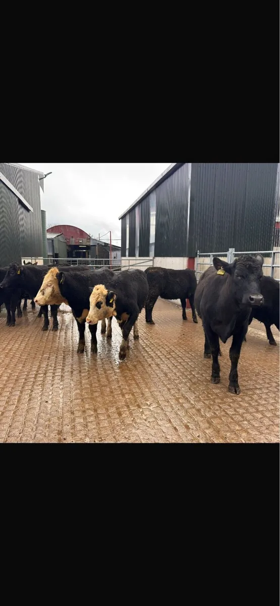 Yearling Angus,Hereford heifers - Image 2