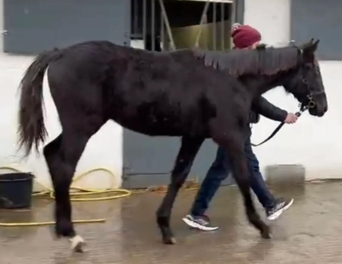 ✨️✨️PRESENTING MARE✨️✨️ - Image 4