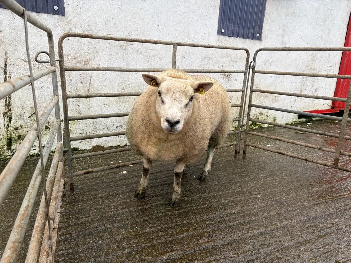 Pbr texel hogget - Image 1