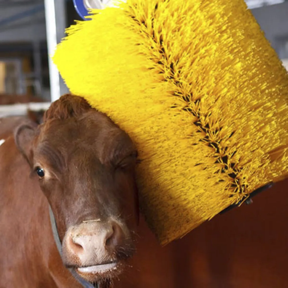 Auto. Electric Cow Brushes - Image 1