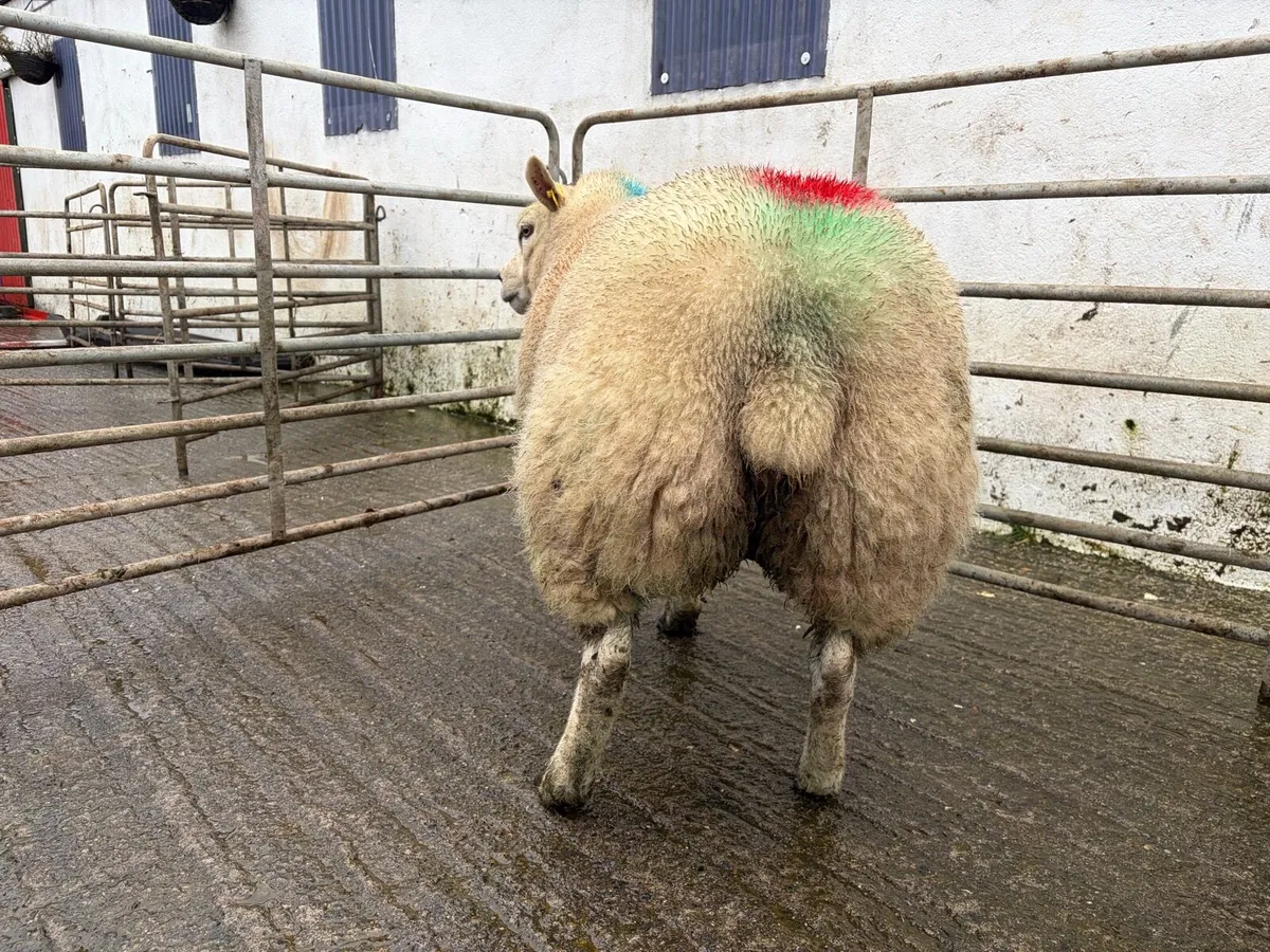 Pbr texel hogget - Image 2