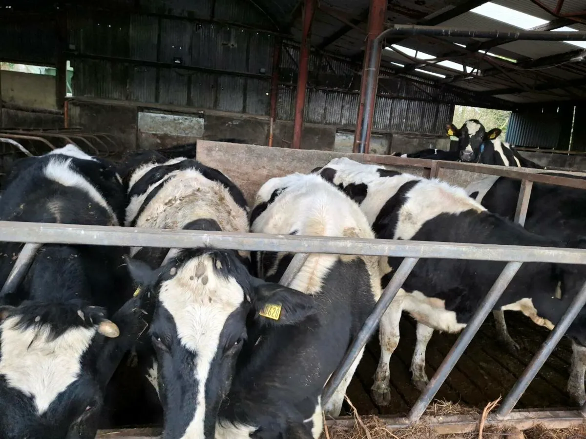 Hefors on point of calving - Image 1