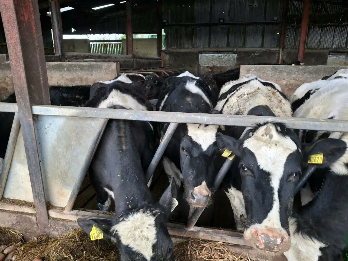 Hefors on point of calving - Image 2