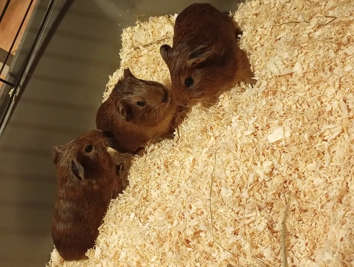 Guinea pig - Image 3