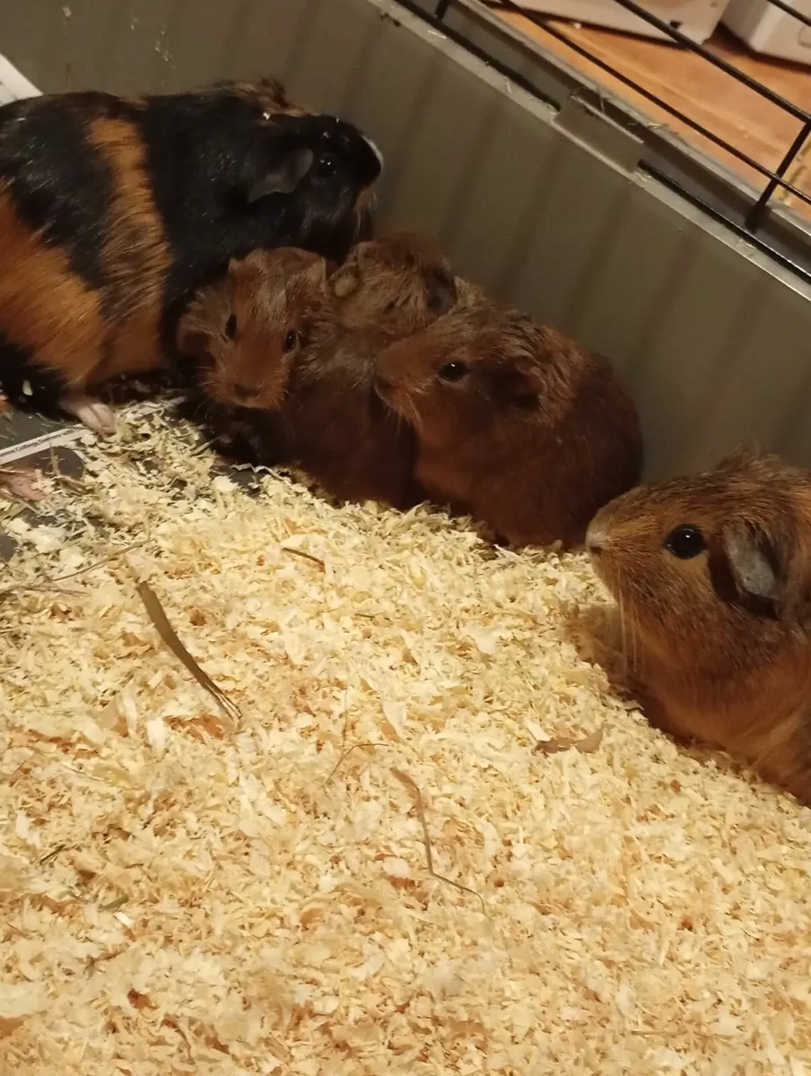 Guinea pig - Image 1