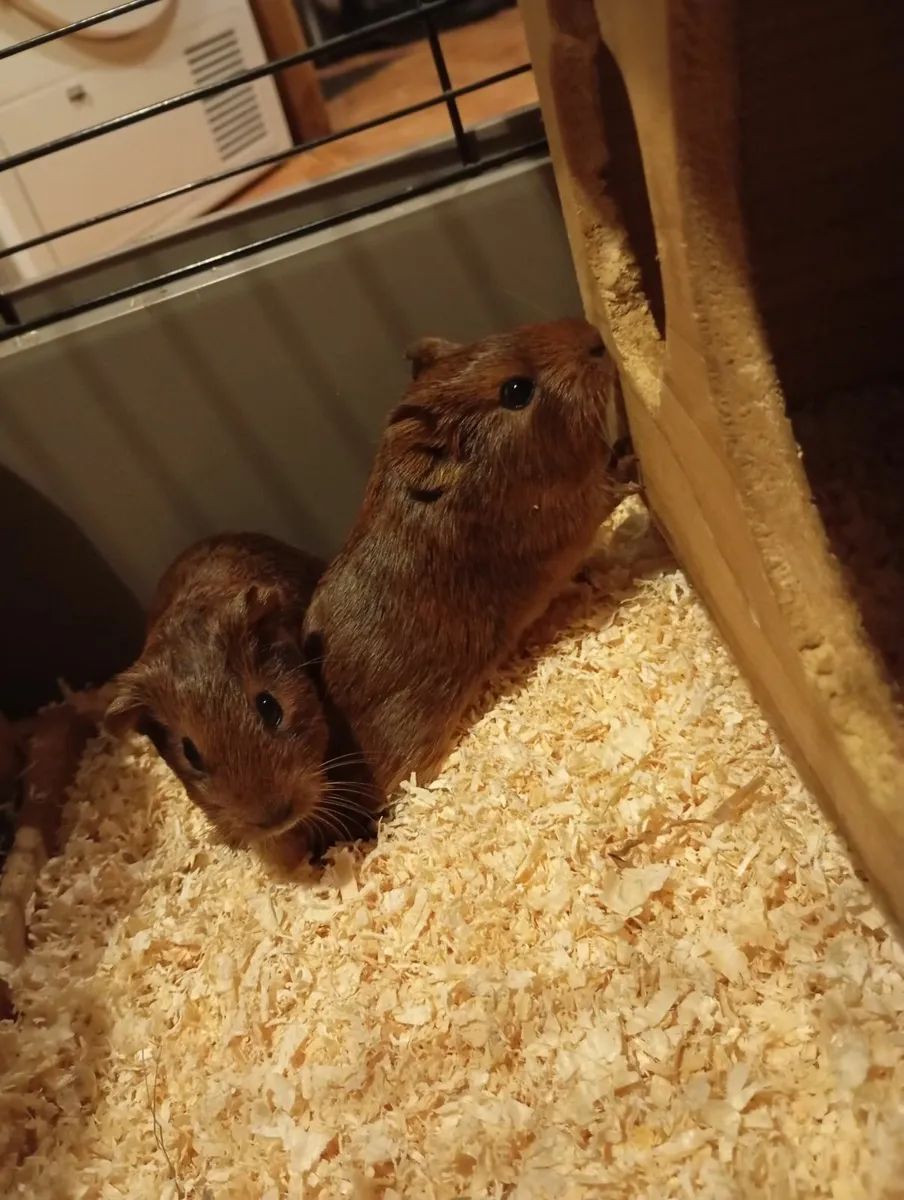 Guinea pig - Image 2