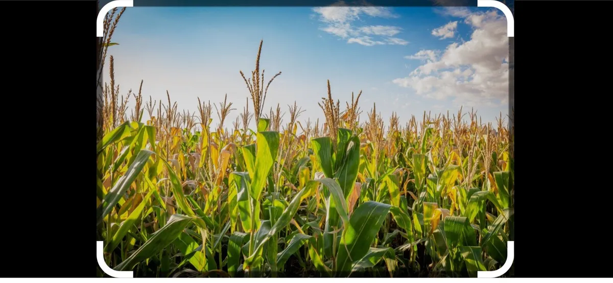 Maize Silage - Image 2