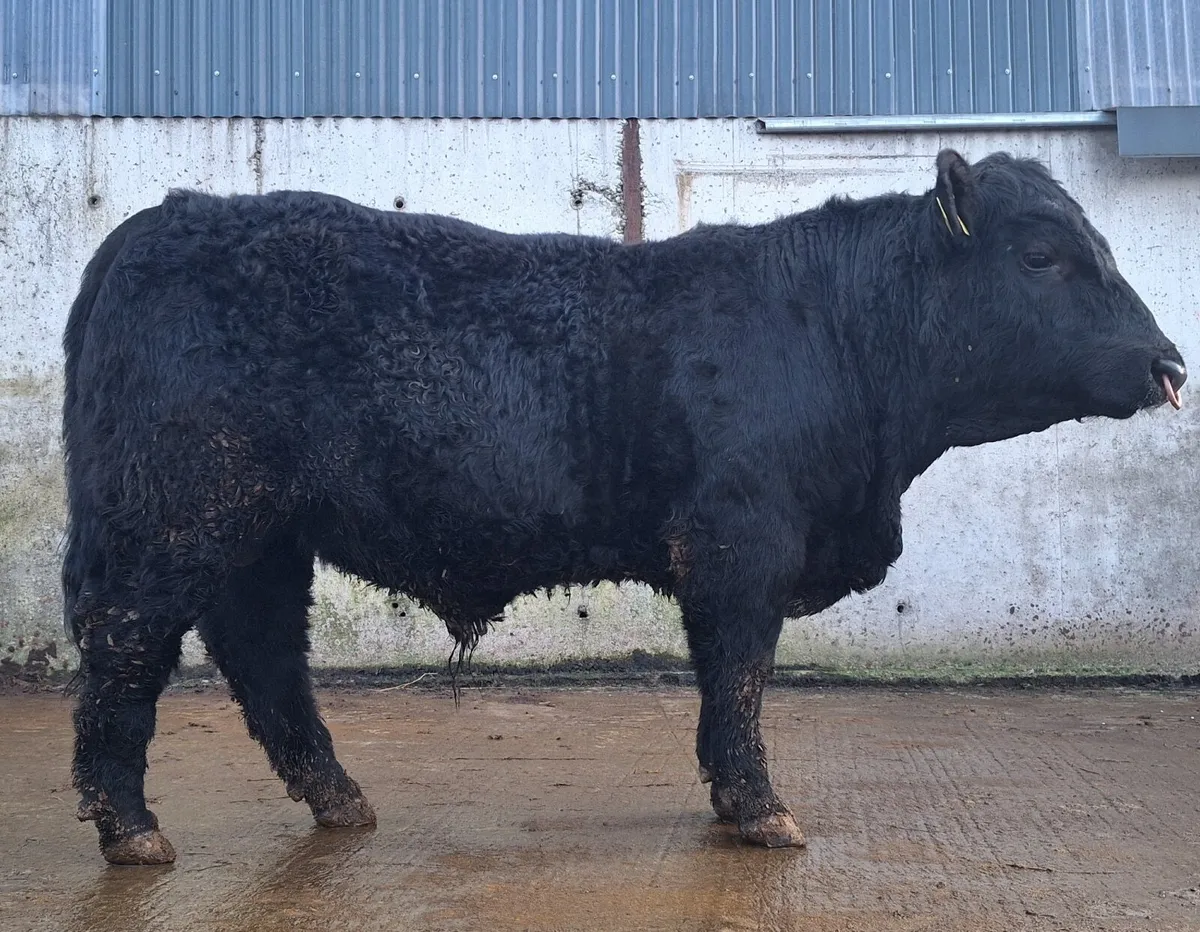Angus Bulls - Image 1