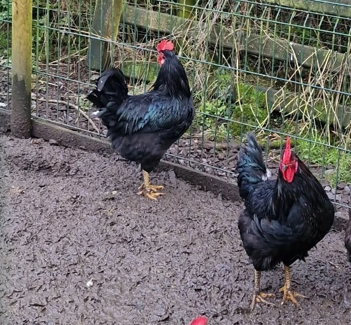 Roosters - Image 2