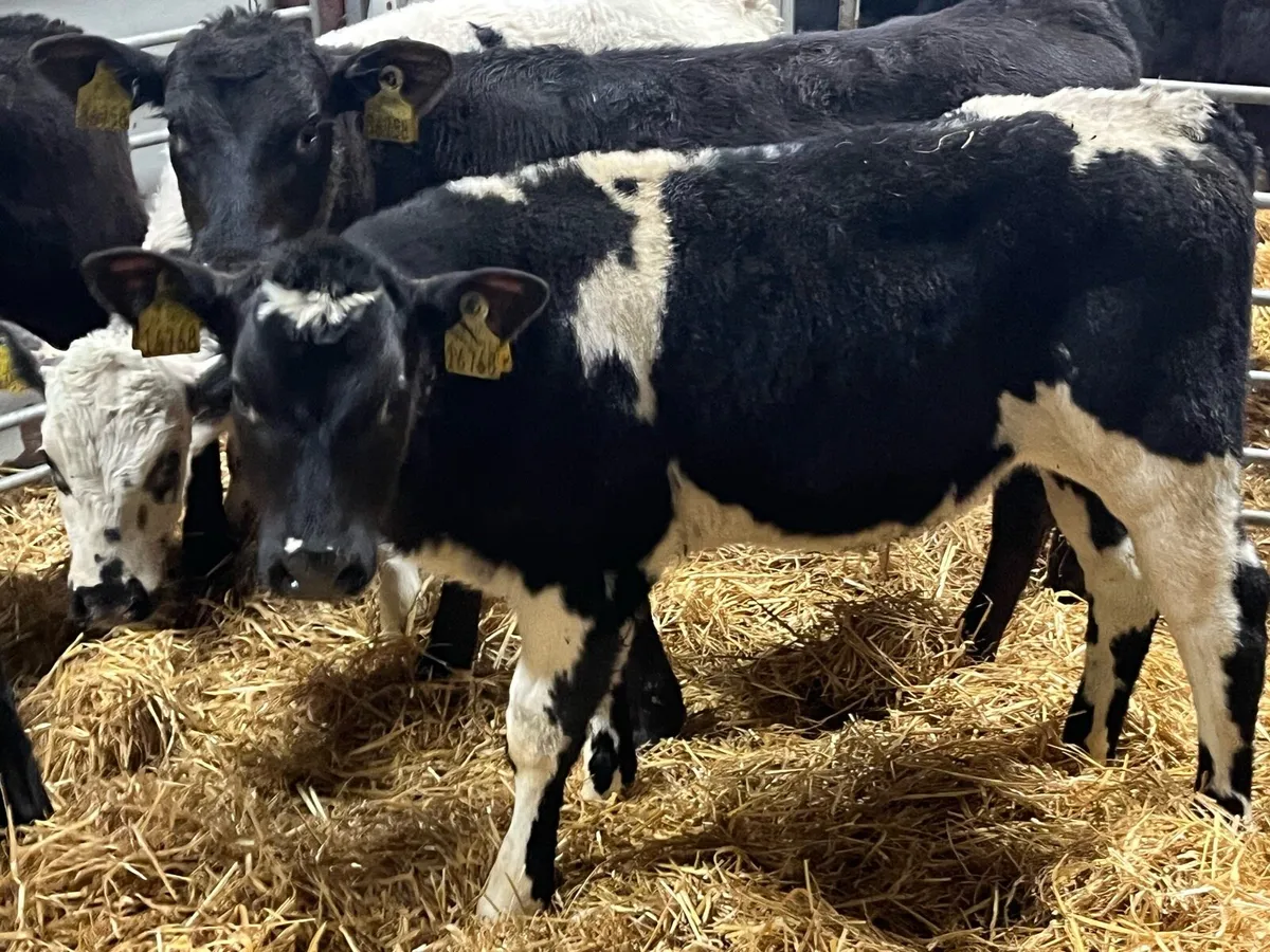 8 Super Fully Reared Bull Calves - Image 3