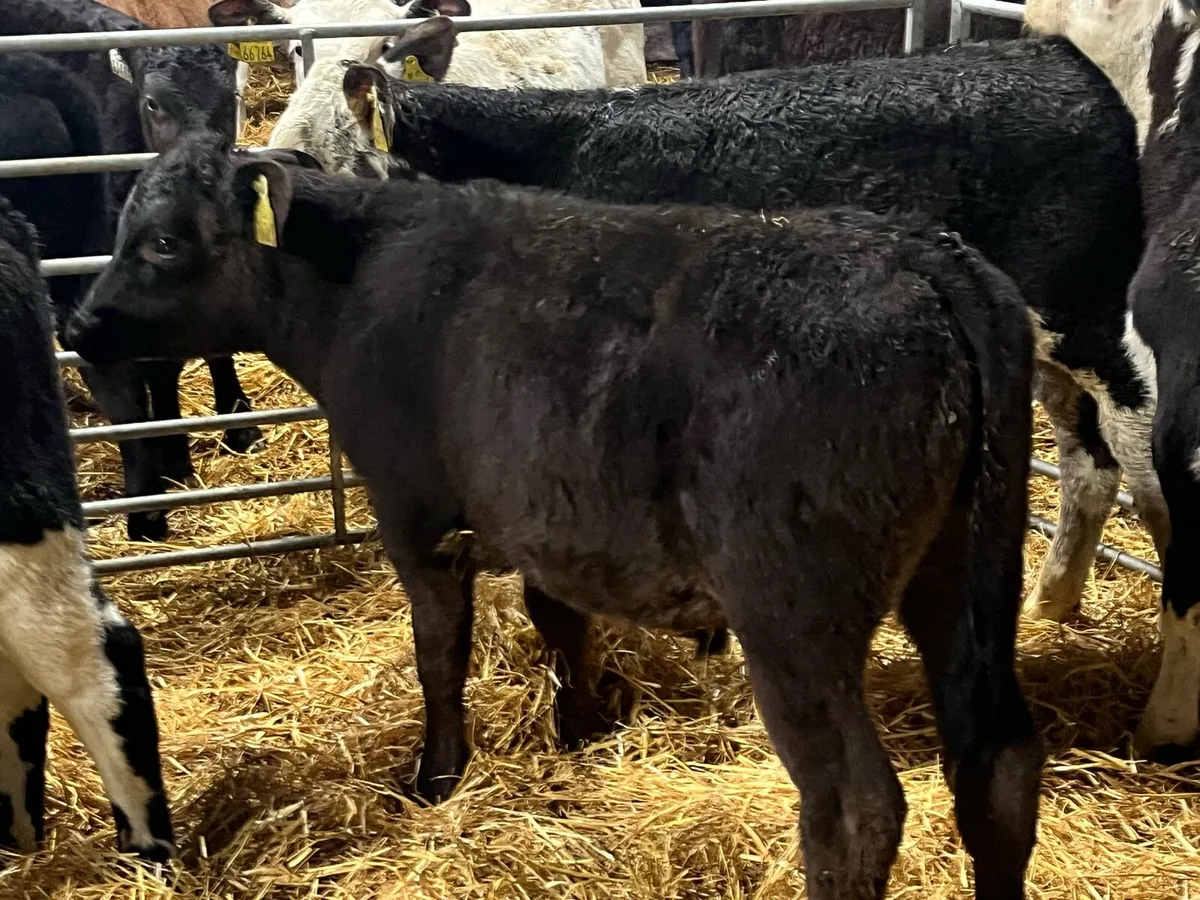 8 Super Fully Reared Bull Calves - Image 4